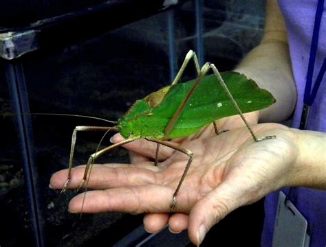 giant malaysian katydid